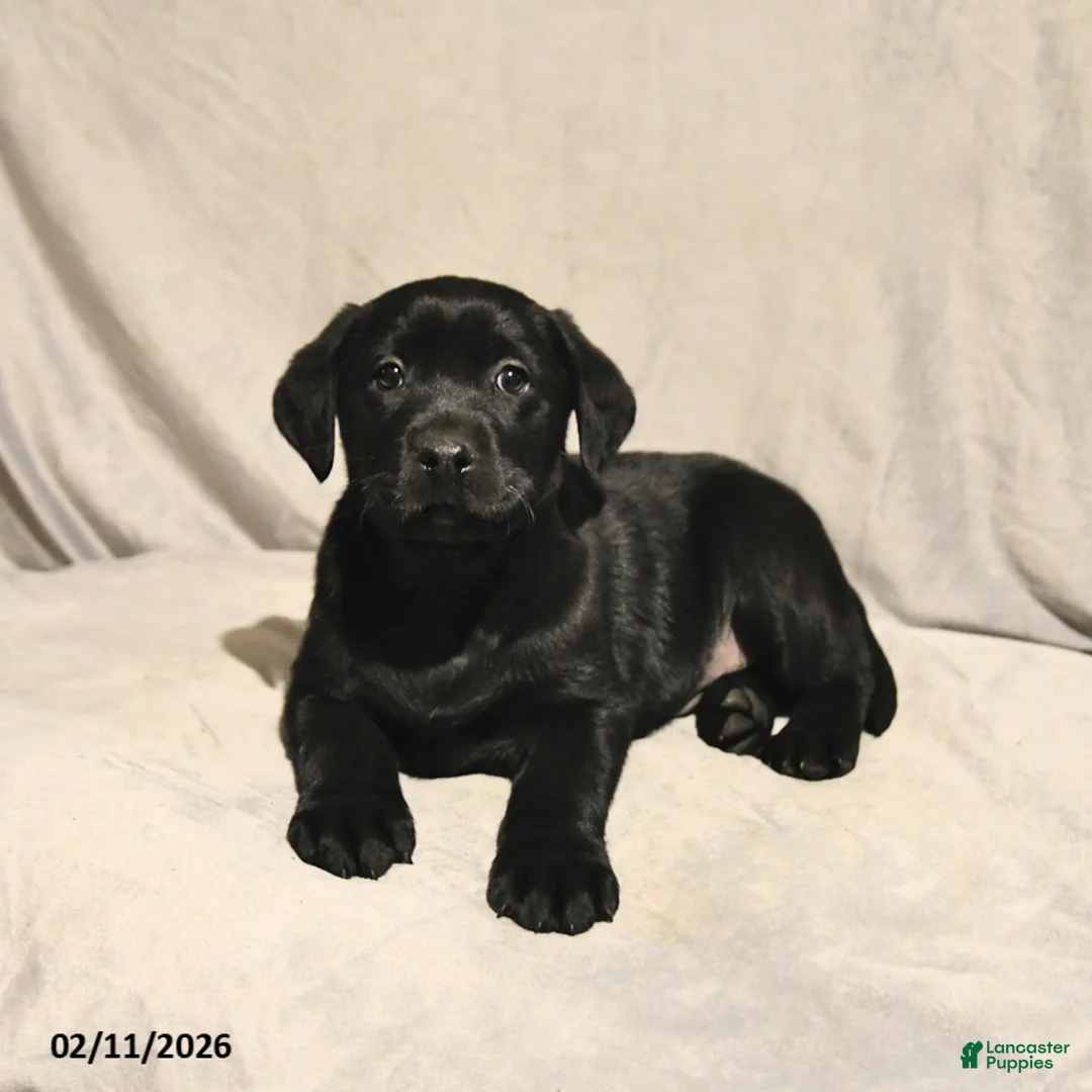 Labrador Retriever dogs for sale: Juno - Ad 3