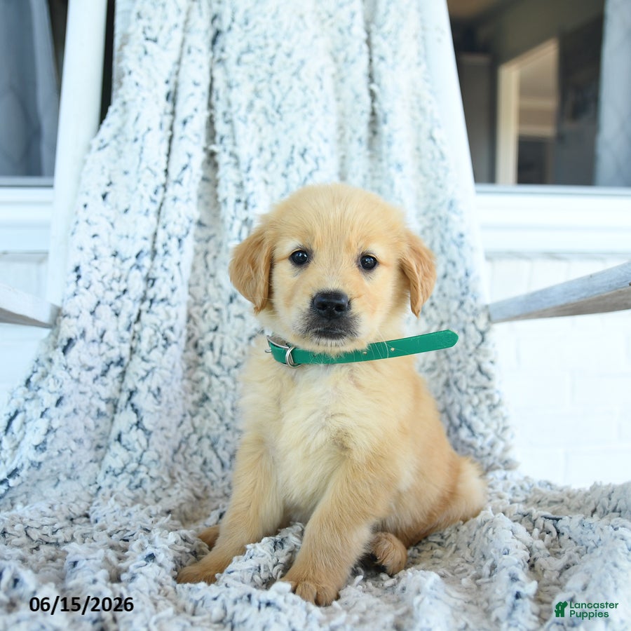 Golden Retriever dogs Gigi - Ad 2