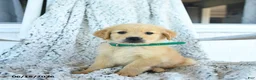 Golden Retriever dogs for sale: Gigi - Ad 2