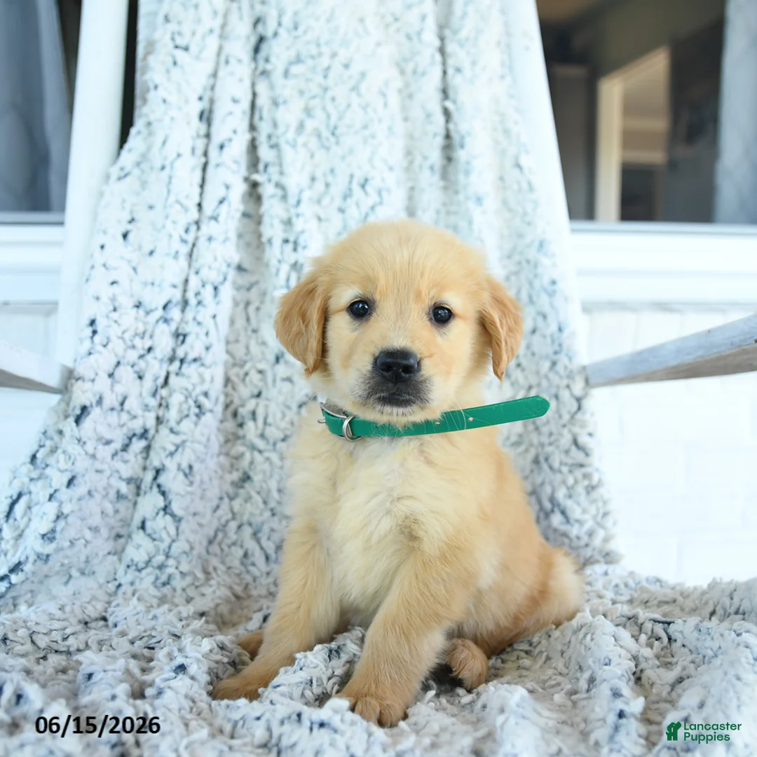 Golden Retriever dogs for sale: Gigi - Ad 2