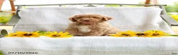 Mini Goldendoodle dogs for sale: Jared - Ad 3