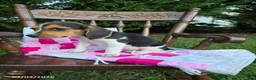 Beagle dogs for sale: Buttercup - Ad 3