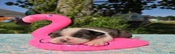 Olde English Bulldogge dogs for sale: Liberty - Ad 1
