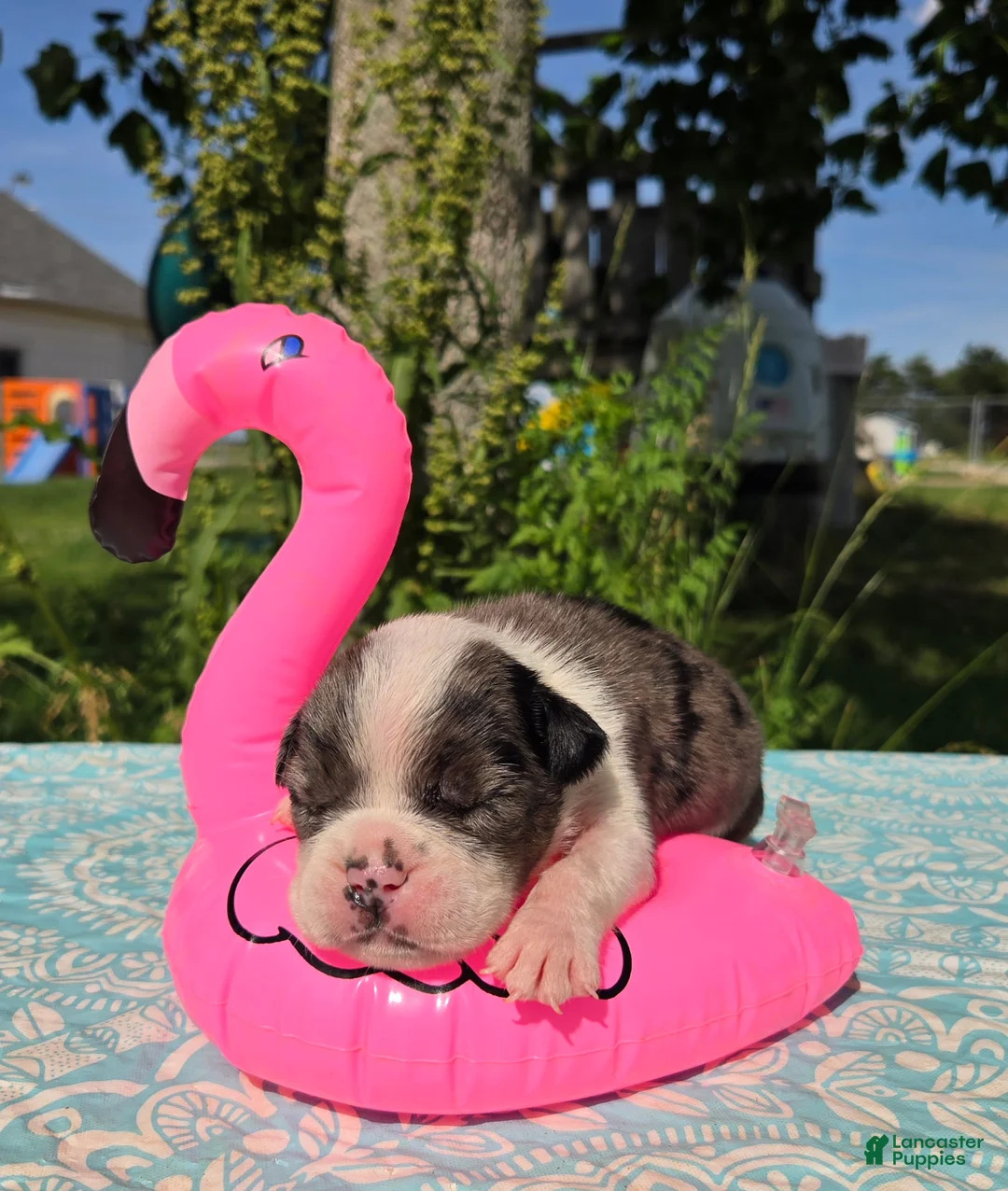 Olde English Bulldogge dogs for sale: Liberty - Ad 1