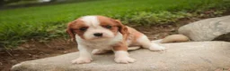 Cavalier King Charles Spaniel dogs for sale: Sunny Cavalier King Charles Spaniel  - Ad 3