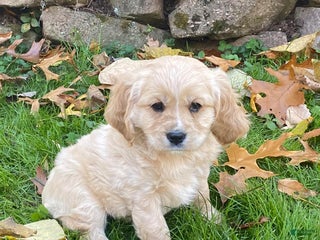 Miniature Golden Retriever dogs - Ad 7