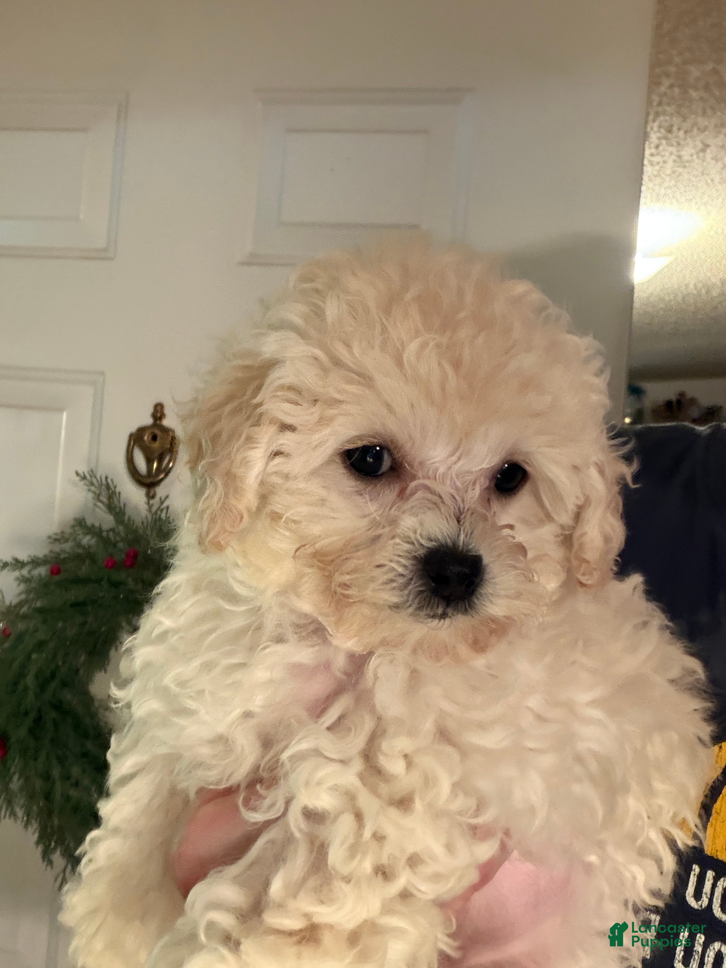 Bichpoo dogs Fifi - Ad 24