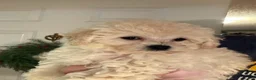 Bichpoo dogs for sale: Fifi - Ad 1
