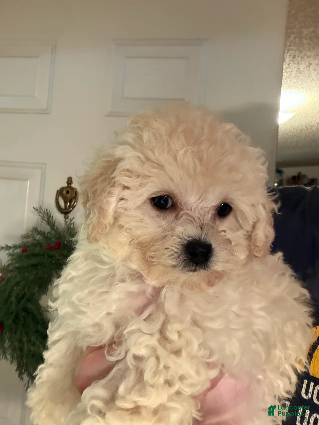 Bichpoo dogs for sale: Fifi - Ad 1