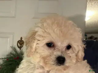 Bichpoo dogs Fifi - Ad 5