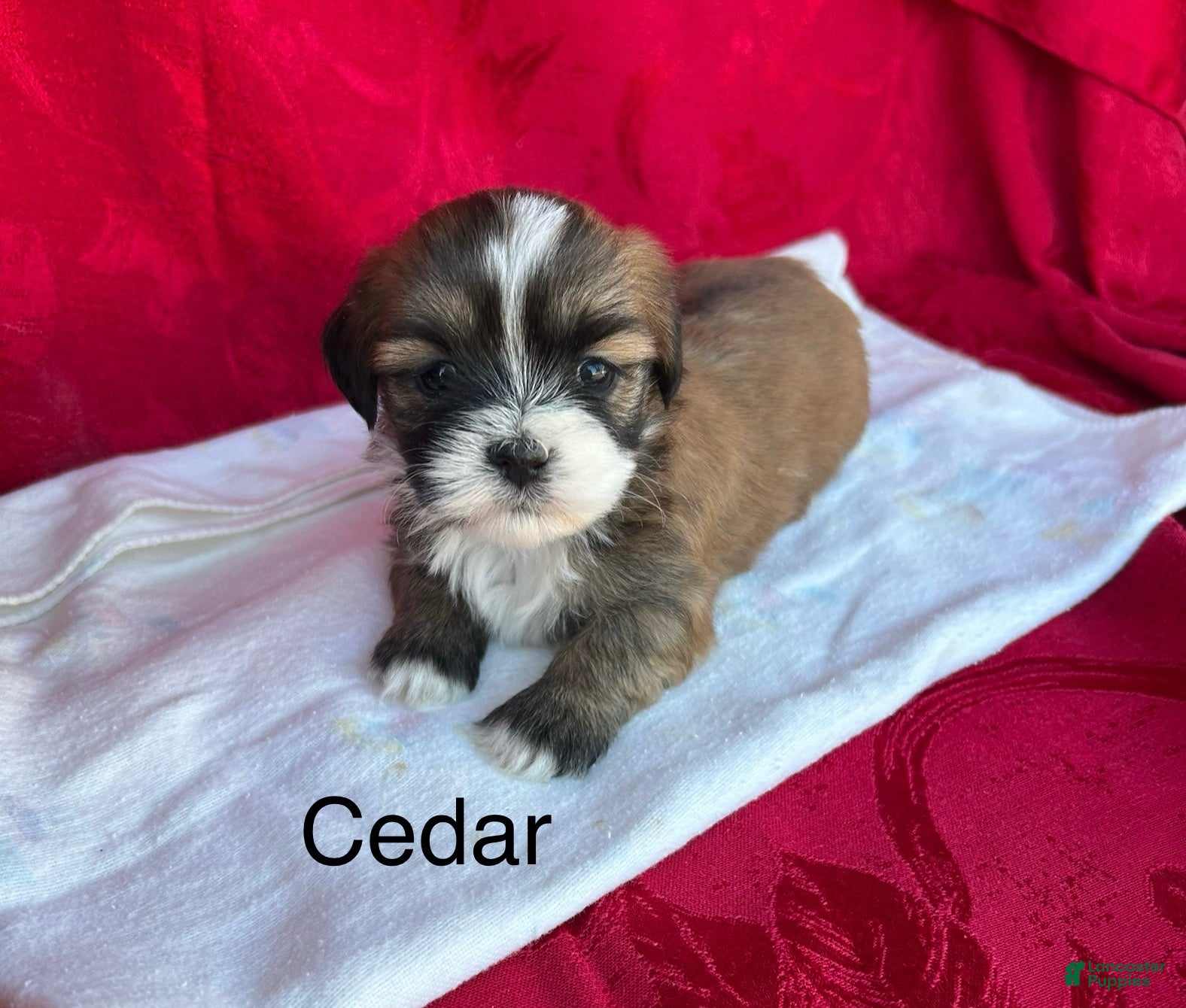 Lhasa Apso dogs Lhasa Apso Puppy 3 - Ad 14