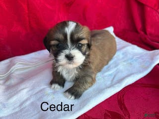 Lhasa Apso dogs Lhasa Apso Puppy 3 - Ad 30