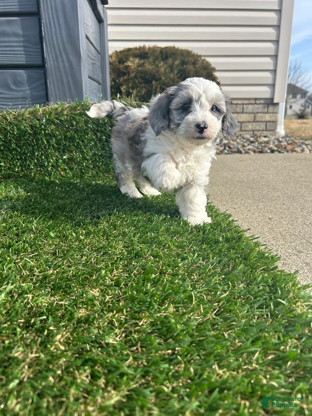 Mixed Breed dogs for sale: Skye - Ad 6