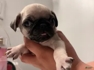 Pug dogs Pug Puppy 1 - Ad 7