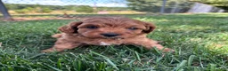Cavapoo dogs for sale: Denver  - Ad 1