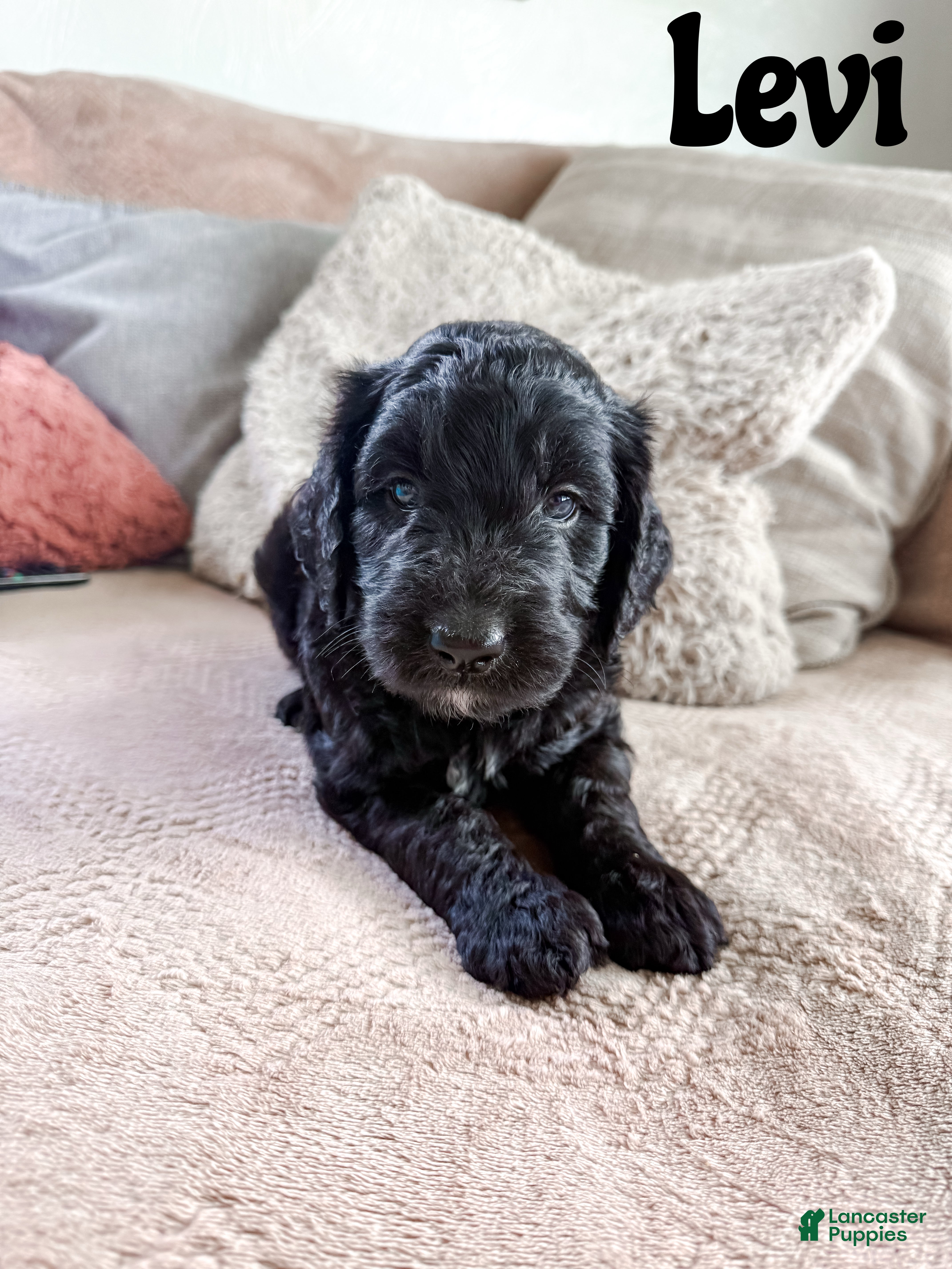 Goldendoodle dogs Levi - Ad 1