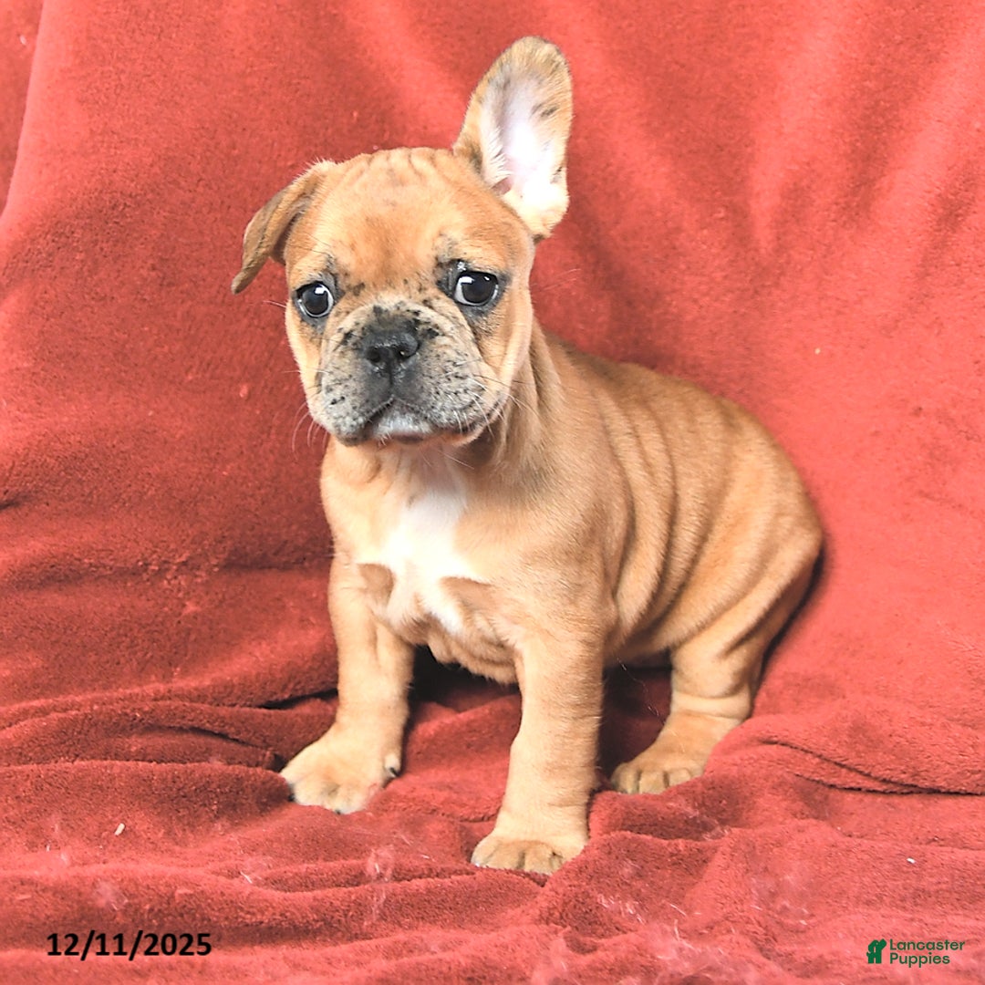 French Bulldog dogs for sale: Ashley - Ad 3
