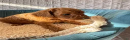 Toy Poodle dogs for sale: Archie - Ad 3