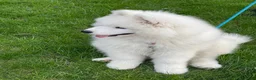 Samoyed dogs for sale: Leo - Ad 5