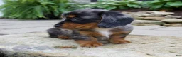 Miniature Dachshund dogs for sale: Gabby - Ad 5