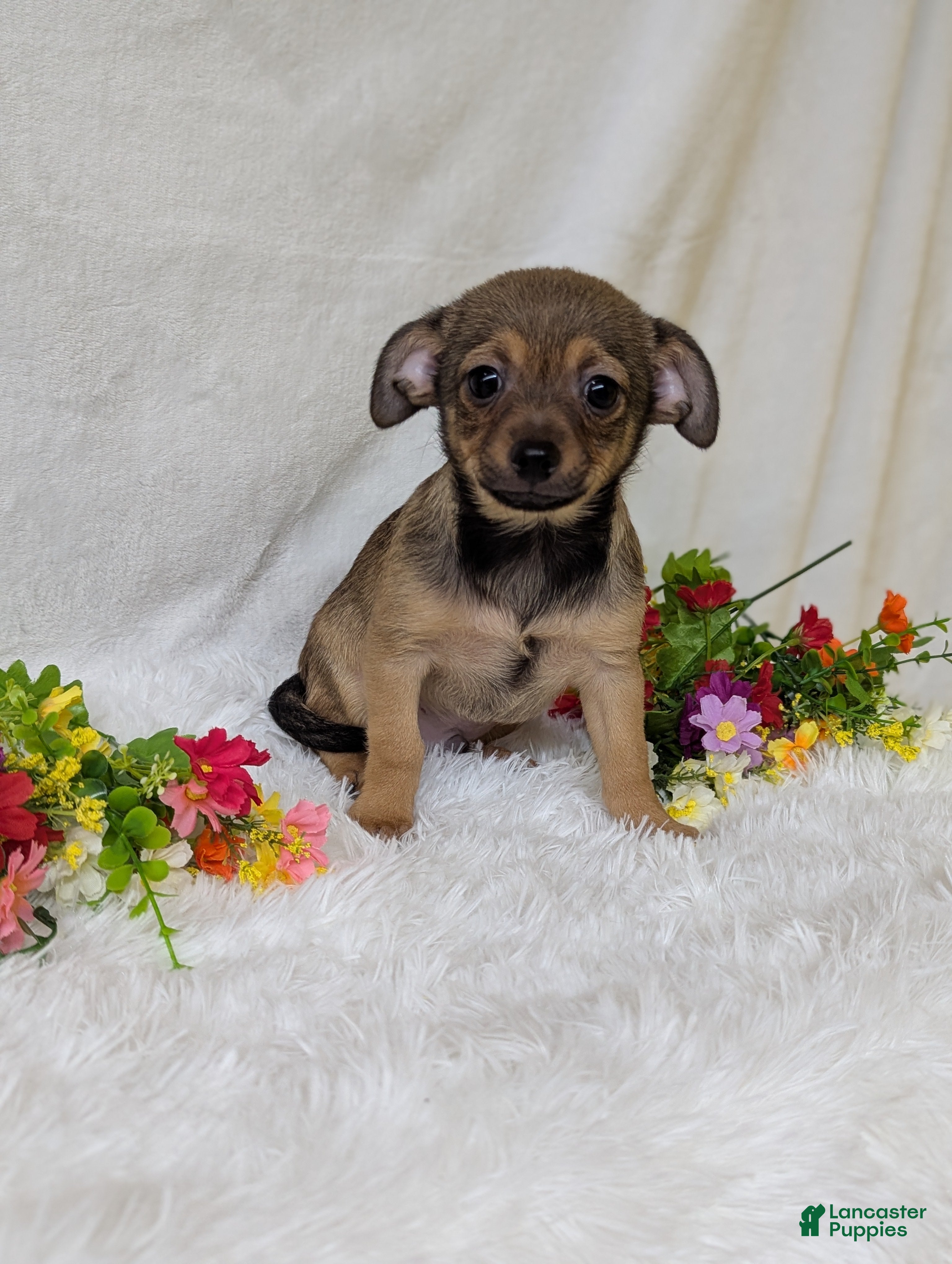 Chihuahua dogs Little bear - Ad 1