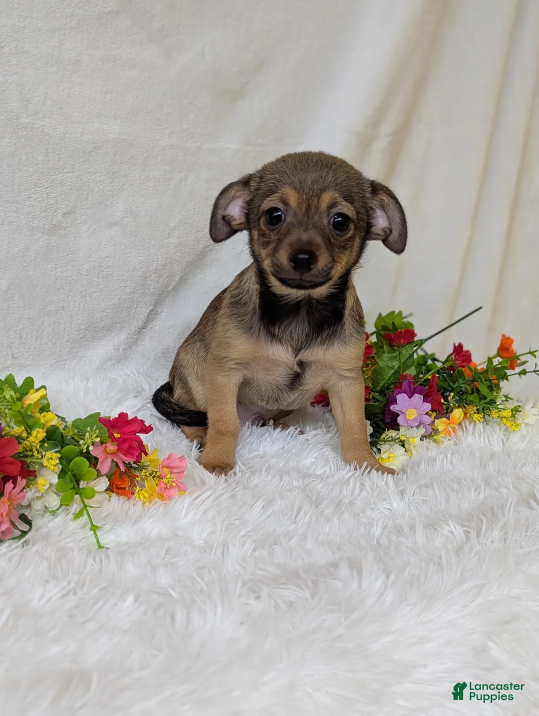 Chihuahua dogs for sale: Little bear - Ad 1