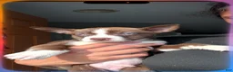 Siberian Husky dogs for sale: Pitsky - Ad 6