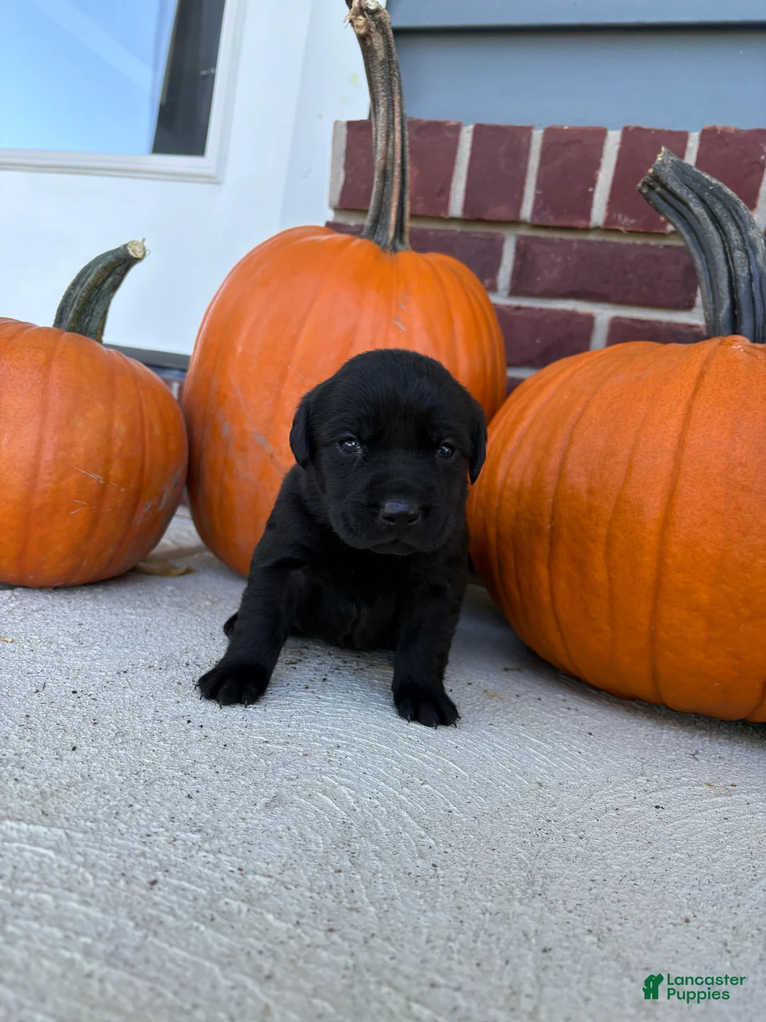 Labrador Retriever dogs for sale: Labrador Retriever 6 - Ad 1