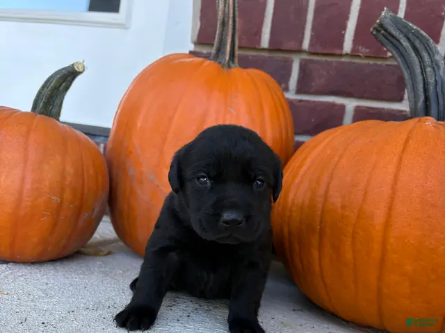 Labrador Retriever dogs for sale: Labrador Retriever 6 - Ad 1