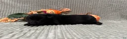 German Shepherd dogs for sale: Sheba - Ad 3