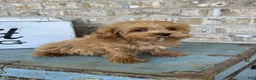 Cavapoo dogs for sale: Apple - Ad 4