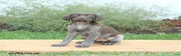German Shorthaired Pointer dogs for sale: Cinnamon - Ad 4