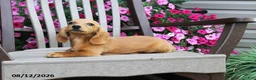 Miniature Dachshund dogs for sale: Jason - Ad 3