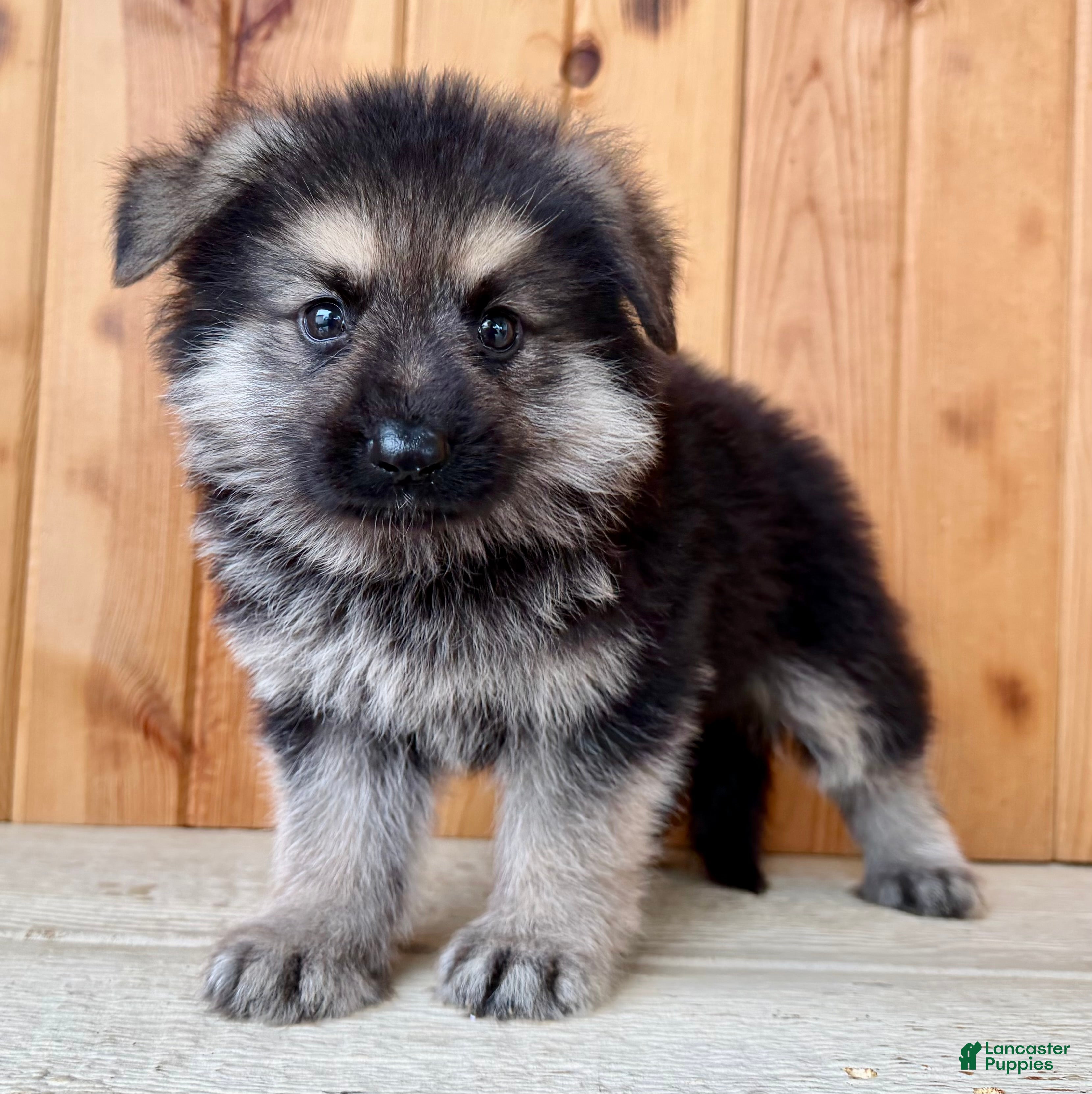 Mixed Breed dogs MINI Fido - Ad 1
