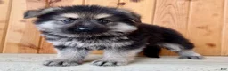 Mixed Breed dogs for sale: MINI Fido - Ad 9