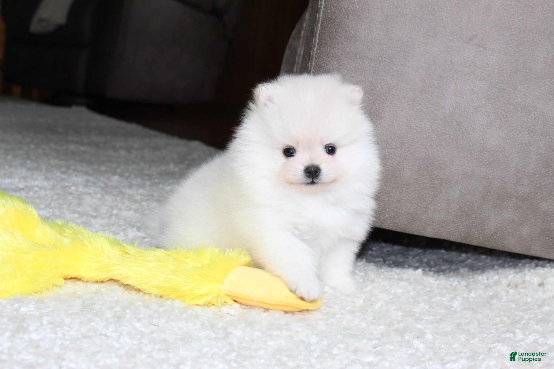 Pomeranian dogs Elliot - Ad 2