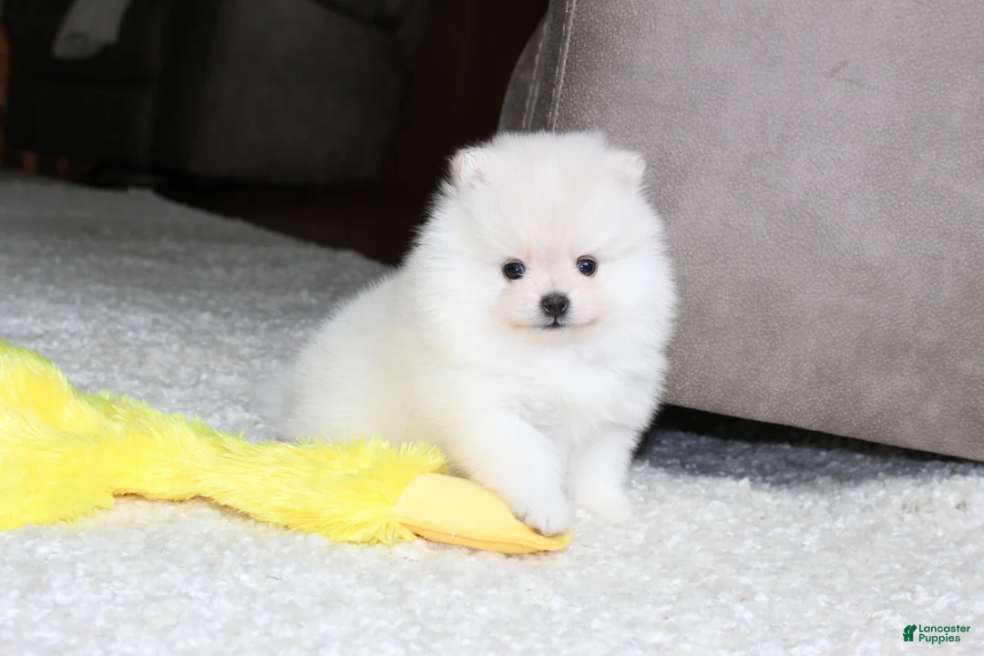 Pomeranian dogs for sale: Elliot - Ad 2