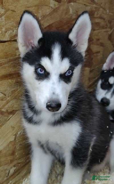 Siberian Husky dogs Fluttershy - Ad 1