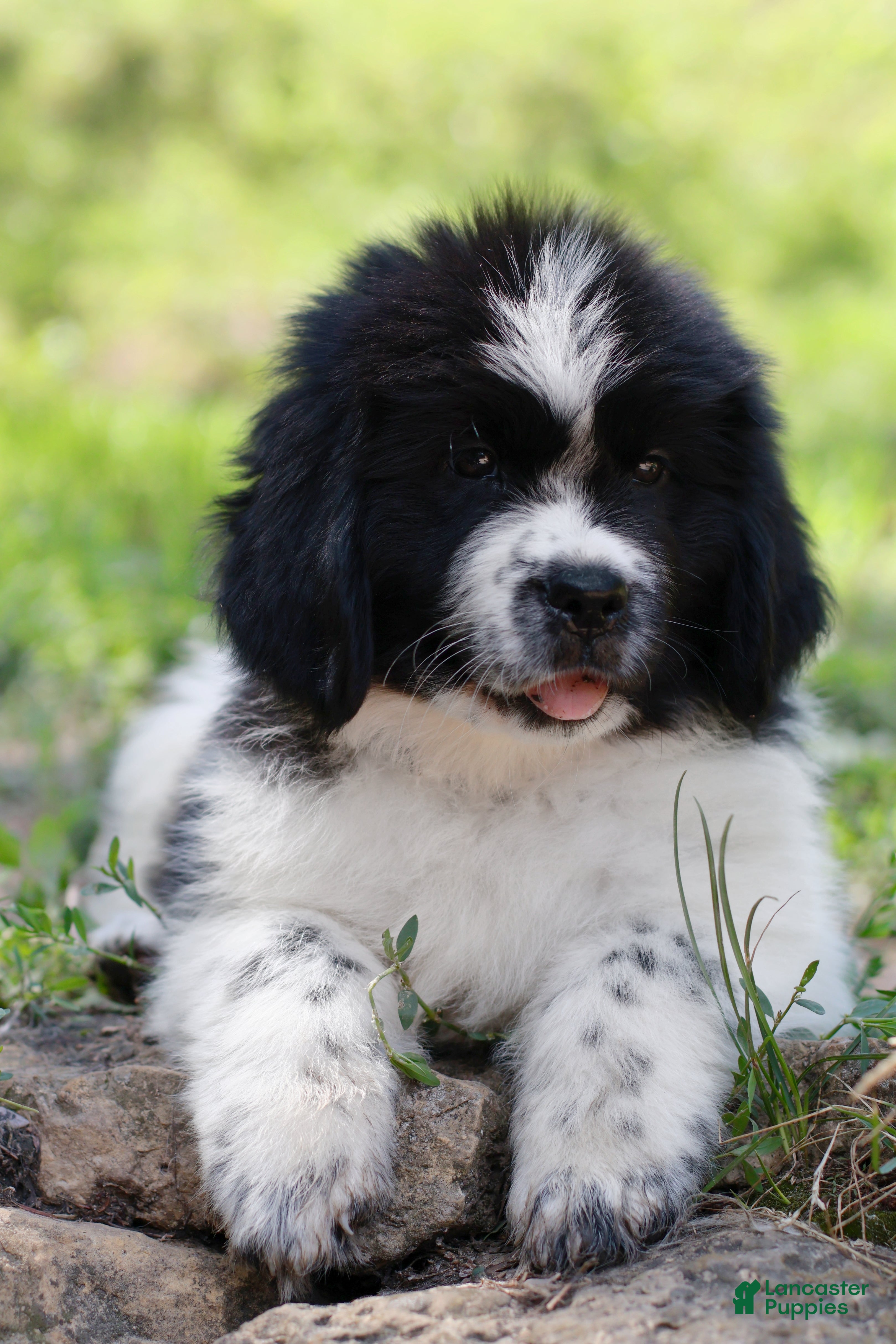 Newfoundland dogs Mario - Ad 1