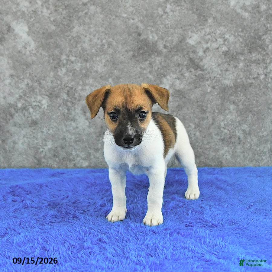Jack Russell Terrier dogs Twila - Ad 2
