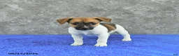 Jack Russell Terrier dogs for sale: Twila - Ad 2