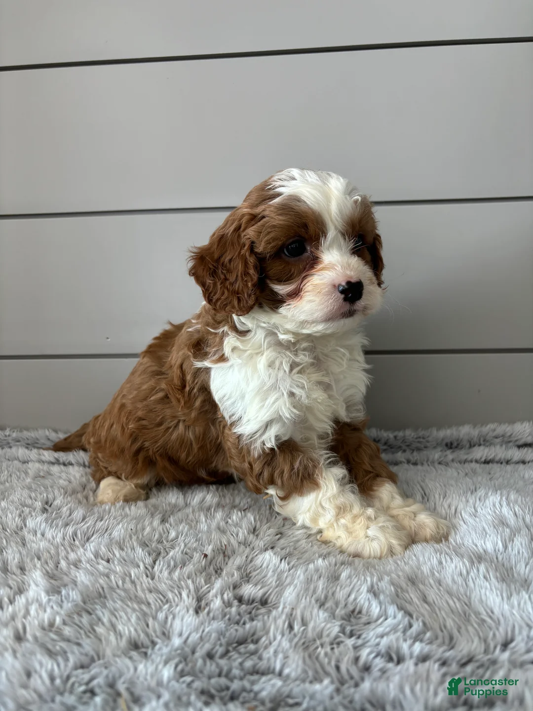 Cavapoo dogs for sale: Maverick  - Ad 5