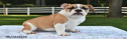 Mixed Breed dogs for sale: Summer - Ad 3