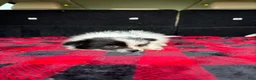 Pomeranian dogs for sale: Daisy - Ad 5