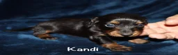 Miniature Dachshund dogs for sale: Kandi - Ad 5