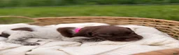 German Shorthaired Pointer dogs for sale: Charlotte - Ad 3