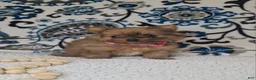 Mixed Breed dogs for sale: Teenie - Ad 5