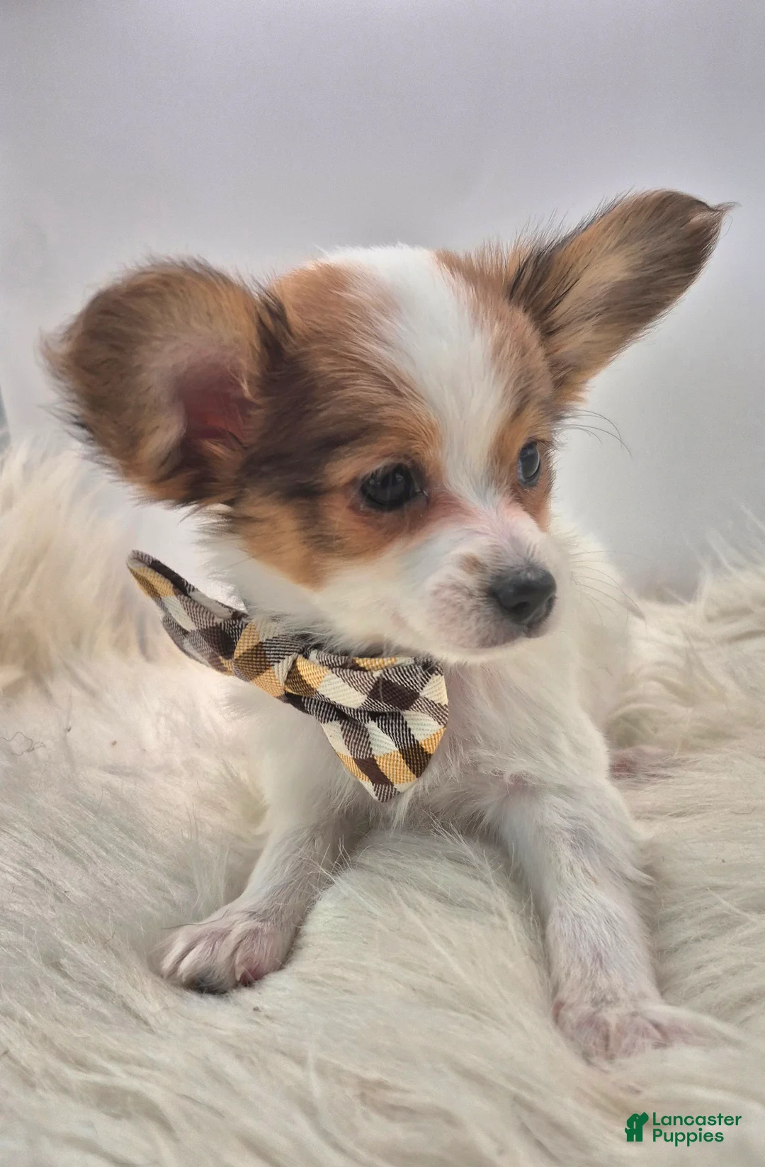 Papillon dogs for sale: Blue boy(Sunny) - Ad 4