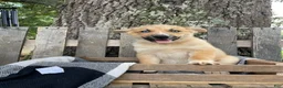 Pomsky dogs for sale: Charlie - Ad 5