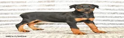 Doberman Pinscher dogs for sale: Dixie - Ad 5